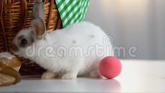 有趣的复活节兔子吃蛋糕糖霜坐在篮子旁边里面放着鸡蛋视频的预览图