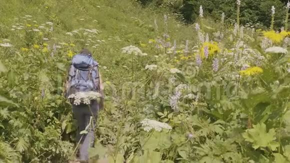 带背包徒步旅行的游客夏季草地和绿色森林背景视频的预览图