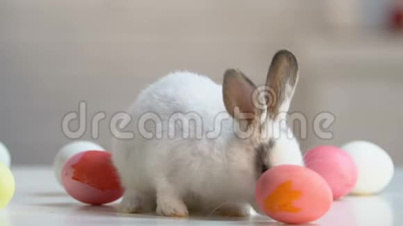 毛茸茸的兔子围着桌子玩鸡蛋复活节的象征传统视频的预览图