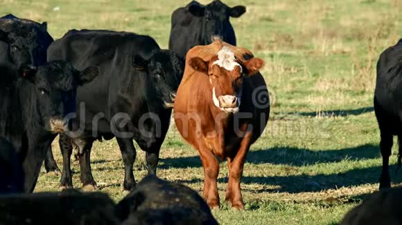 一头红牛和几头黑牛咀嚼肉酱视频的预览图