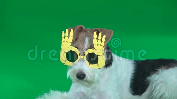 狐狸猎犬戴着黄色眼镜视频的预览图
