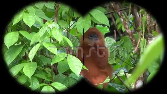 红叶猴毛通过望远镜看到观赏野生动物狩猎视频的预览图