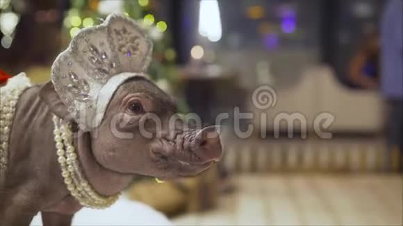 一只漂亮的自制猪在圣诞树上科科什尼克的猪视频的预览图