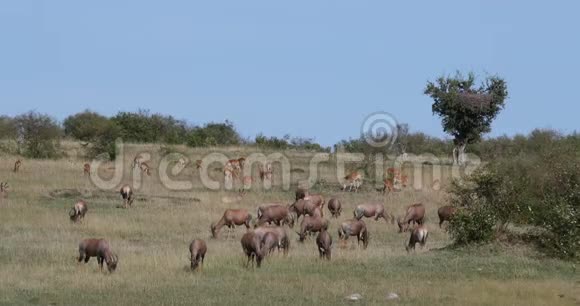 Topidamaliscuskorrigum集体站在热带草原肯尼亚马赛马拉公园实时视频的预览图