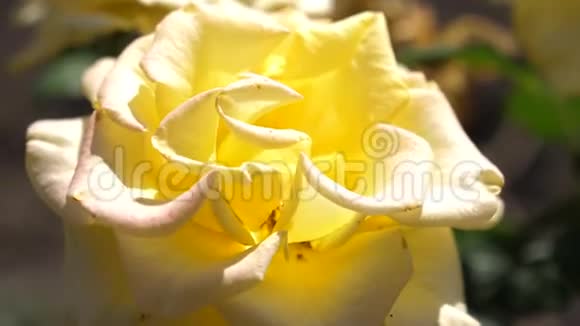 夏天黄玫瑰在花园里盛开特写镜头美丽的花朵在公园春天绽放花卉业视频的预览图