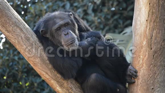 普通黑猩猩在树上休息视频的预览图