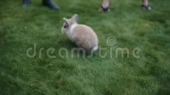 小毛兔走在人们中间的一片绿草上慢动作视频的预览图