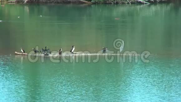 湖中的鸟科莫兰和赫伦视频的预览图