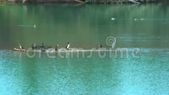 湖中的鸟科莫兰和赫伦视频的预览图