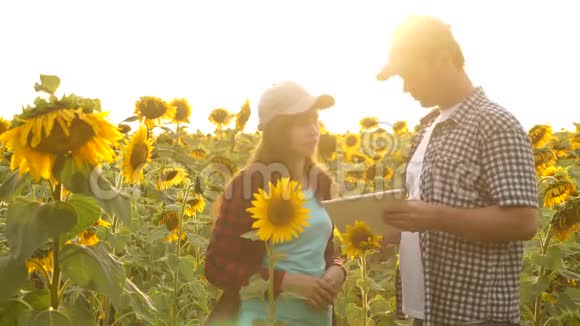 男人和女人带着一块石碑在田野上用向日葵工作农业的概念农业学家和视频的预览图