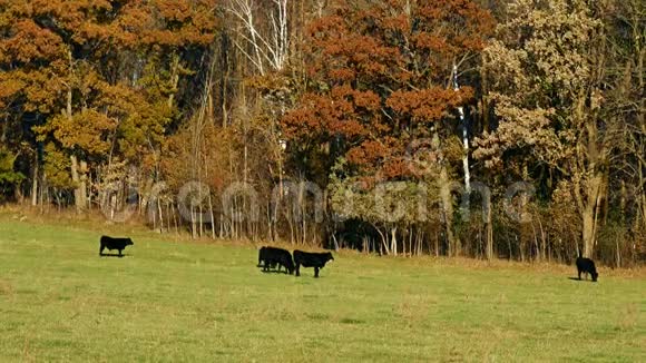 在阳光明媚的秋日牧场放牧的黑牛树叶沙沙作响视频的预览图