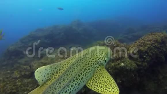 斑马鲨豹鲨靠近以彩色地毯为食的鱼视频的预览图