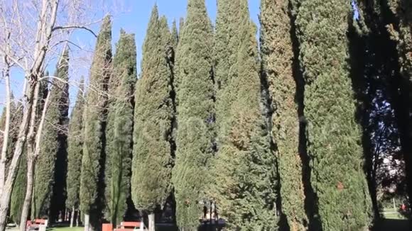 几棵高大的柏树视频的预览图