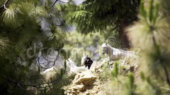 山羊在山坡上休息视频的预览图