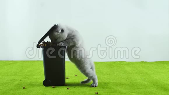 小猫在垃圾桶玩具里吃东西视频的预览图
