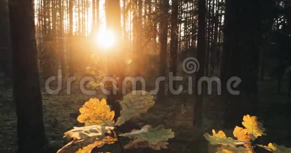 美丽的夕阳日出阳光在阳光明媚的秋林中在秋天的森林里阳光照射在橡树叶上视频的预览图
