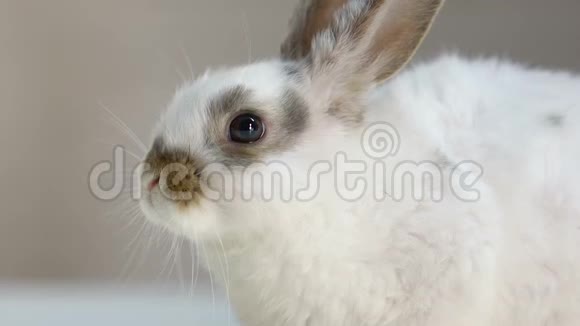 可爱的兔子移动他的小鼻子嗅着新的气味健康和快乐的宠物视频的预览图