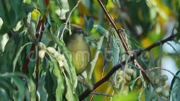 鸟欧亚黑帽西尔维娅阿特里卡皮拉坐在树枝上视频的预览图