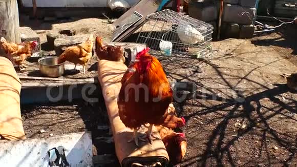 一只红公鸡叫视频的预览图