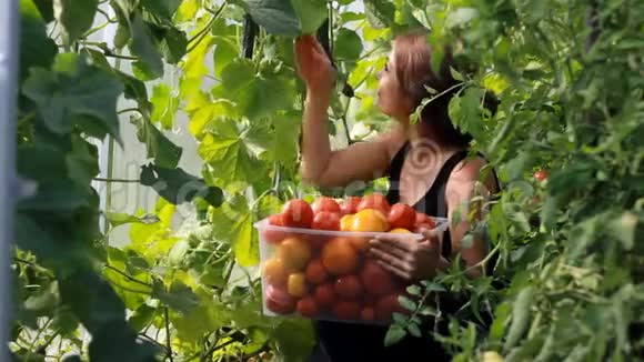 女农民正在温室里收割蔬菜蕃茄视频的预览图