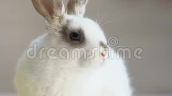 可爱的毛茸茸的兔子嗅着空气小宠物认识了新的地方视频的预览图