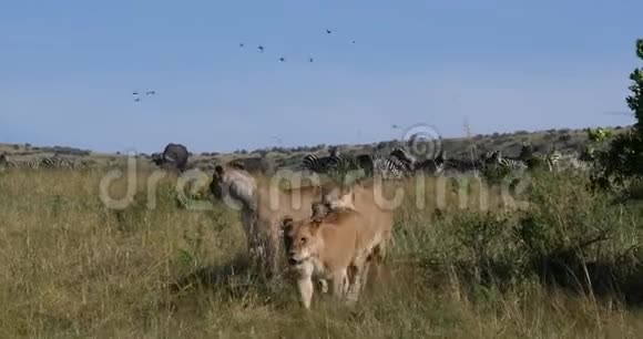 非洲狮子潘切拉狮子女性狩猎波切尔泽布拉的赫德肯尼亚的茨沃公园实时视频的预览图