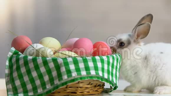 可爱的毛茸茸的兔子在篮子里嗅着五颜六色的鸡蛋复活节象征节日前夜视频的预览图