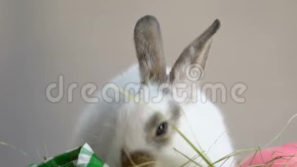 有趣的小兔子坐在篮子里吃草快乐的复活节铭文视频的预览图