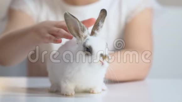 小女孩小心翼翼地抚摸着毛茸茸的小兔子孩子们做梦宠物收养视频的预览图