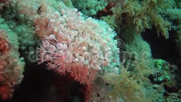 珊瑚礁软珊瑚息肉捕获浮游生物视频的预览图