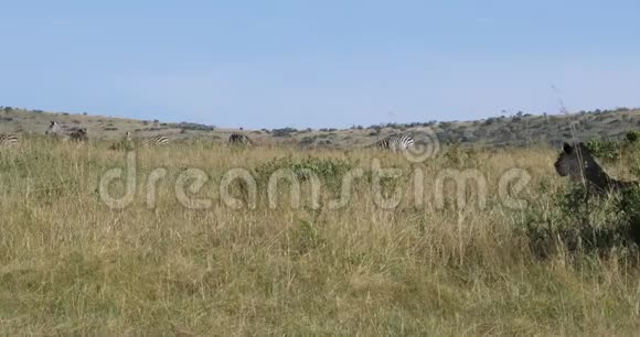非洲狮子美洲狮狮子雌性狩猎波切尔斑马群肯尼亚茨沃公园实时视频的预览图