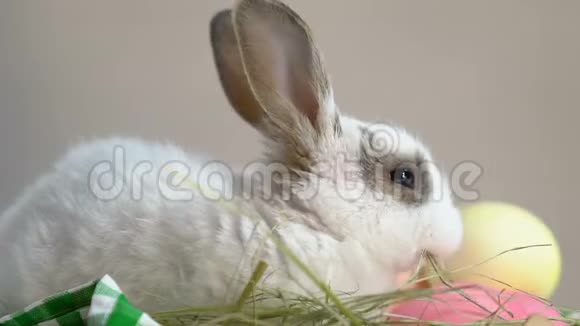 毛茸茸的兔子享受新鲜的草坐在篮子里上面有复活节彩蛋象征着视频的预览图