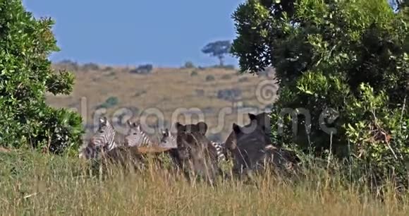 非洲狮子潘切拉狮子雌性狩猎波切尔斑马群肯尼亚茨沃公园实时视频的预览图