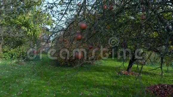 挂在生态果园树枝上的红苹果视频的预览图