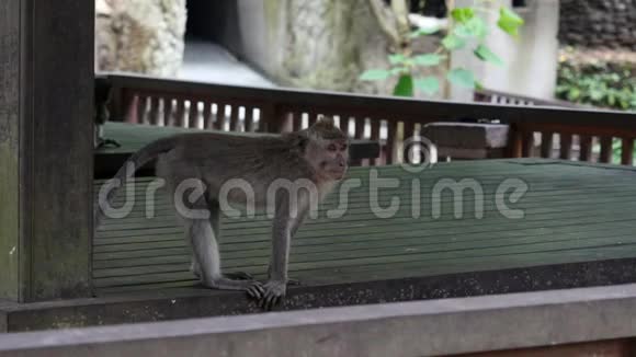 猴子在巴厘岛玩视频的预览图