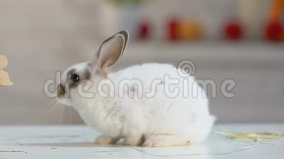 毛茸茸的兔子坐在祝贺的复活节篮子旁边就像节日的象征视频的预览图