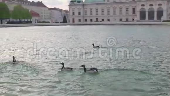 湖里有鸭子视频的预览图
