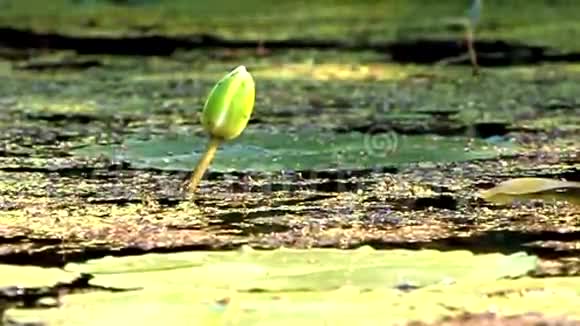 沼泽中的莲花芽视频的预览图