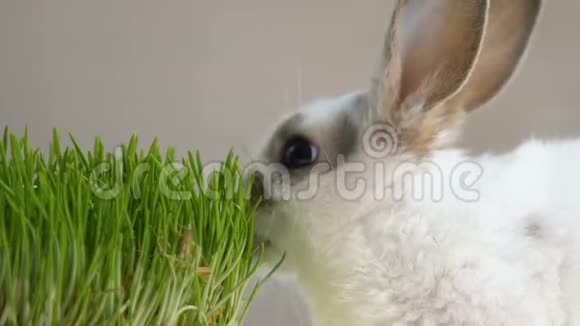 小兔子积极吃绿色有机草维生素来源宠物店视频的预览图