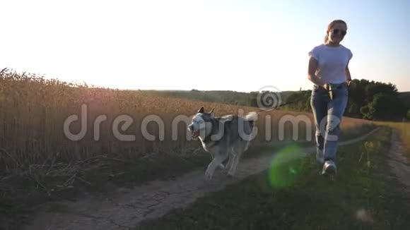 戴墨镜的快乐女人带着她的宠物在金色草地附近的道路上奔跑可爱的西伯利亚哈士奇狗拉皮带视频的预览图