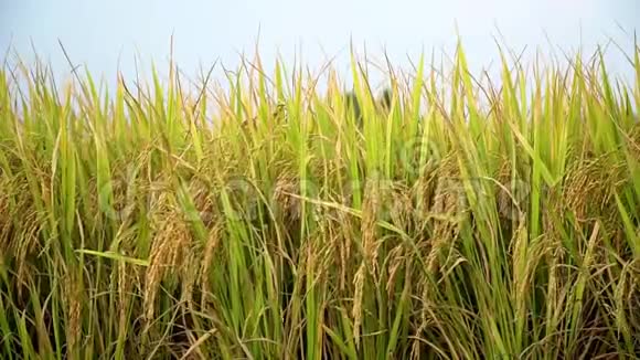 已经成熟的水稻种子视频的预览图