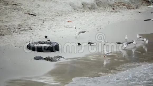 海鸥和鸽子在海滨飞翔散步消磨时光视频的预览图