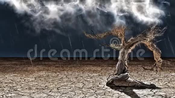 干旱土地上的老树视频的预览图