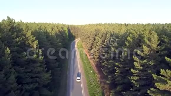 阳光灯汽车沿着松树林的道路行驶视频的预览图