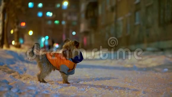 约克郡猎犬穿着橙色羽绒服晚上站在雪城的街道上她迷路了找不到视频的预览图