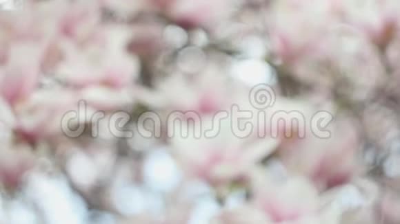 春天公园里盛开着粉红色花朵的美丽的玉兰花树视频的预览图