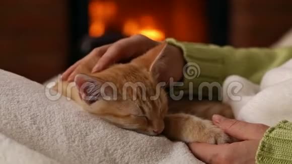 女人的手宠物可爱的橙色小猫睡在她的膝盖上视频的预览图