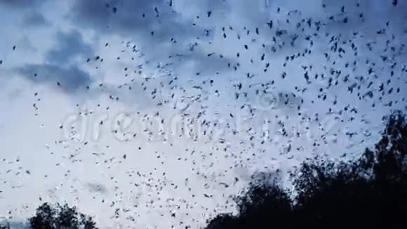 成千上万的鸟儿飞过森林视频的预览图