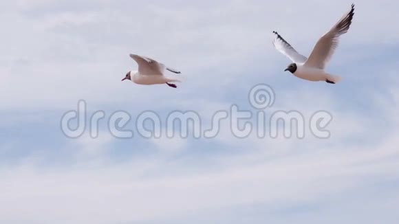 夏日天空中的海鸥视频的预览图