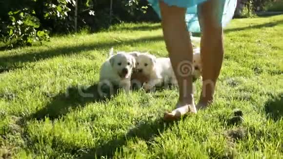 可爱笨拙的拉布拉多幼犬和主人在草地上散步视频的预览图
